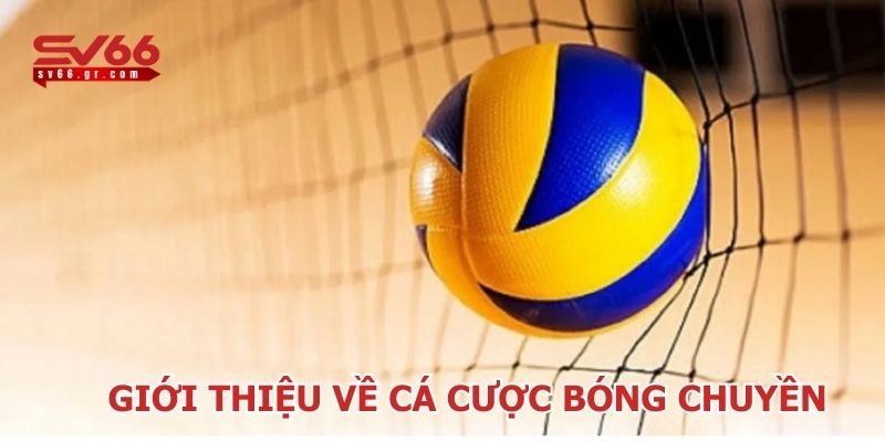 Cá cược bóng chuyền SV66 hấp dẫn nhiều người chơi 